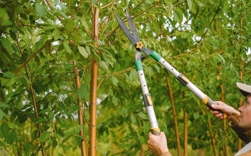Tree trimming in Northway, AK